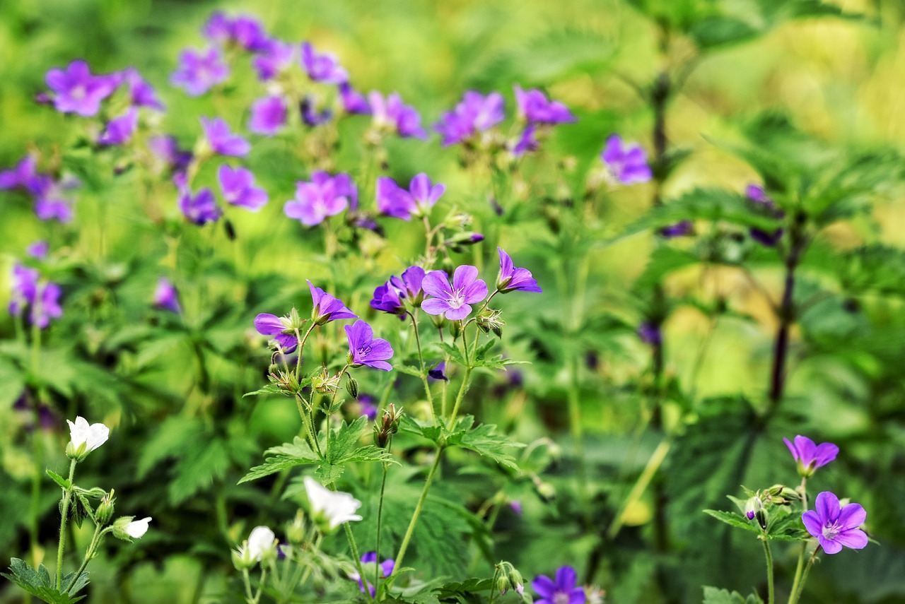 足臭を軽減するユーカリ抗菌クリームの効果とは？