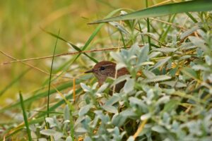 デオクリームの費用対効果はどのくらい？