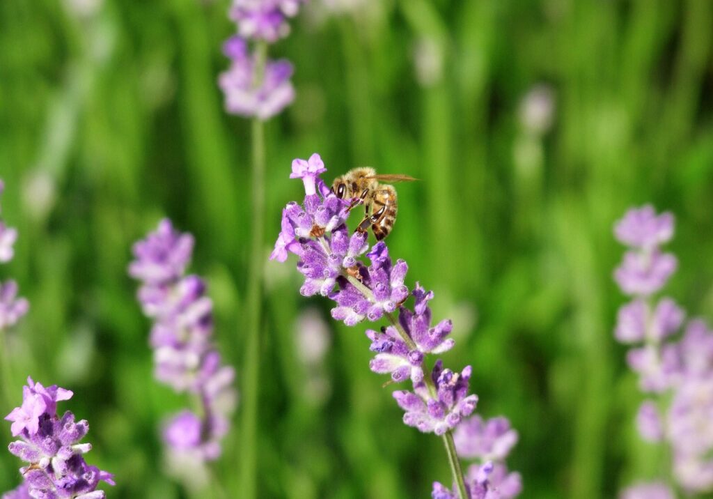 医薬部外品デオクリームの効果は本当にあるのか？