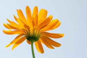 薬用デオクリームの正しい塗り方とは？