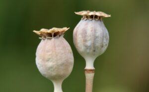 薬用デオクリームは足用としてどのように効果的に使えるの？