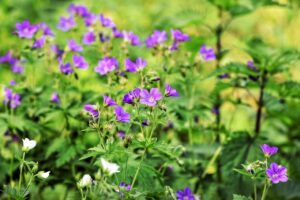 足の臭ゼロ革命を実現する薬用デオクリームの効果とは？