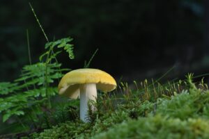 足の臭いの原因と角質菌の対策方法はこれで決まり？